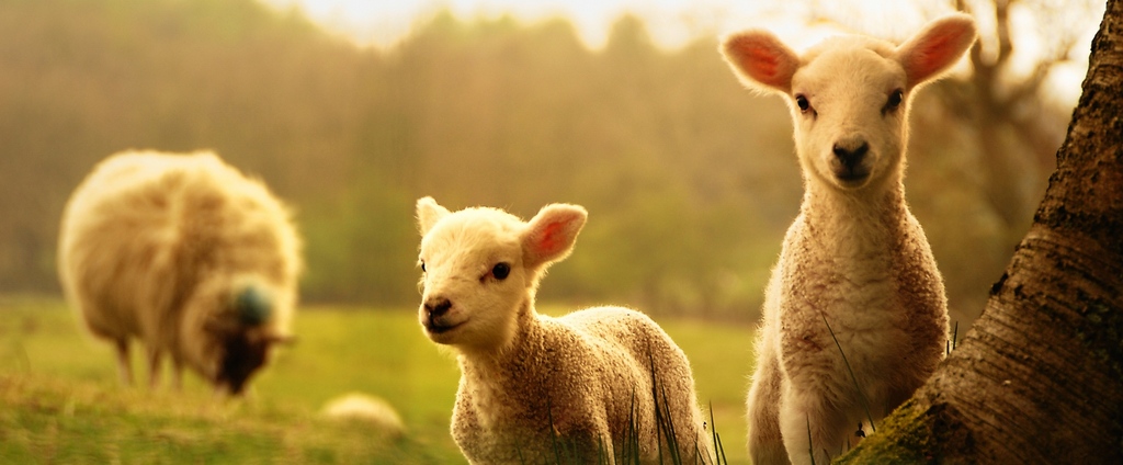 Объявления о сельскохозяйственных животных | ЗооТом - продажа, вязка и услуги для животных в Озерске